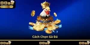 cách chọn gà đá