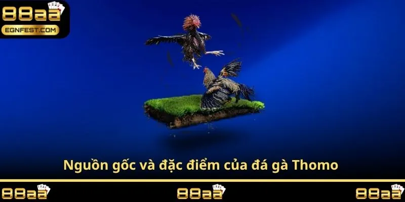 Nguồn gốc và đặc điểm của đá gà Thomo