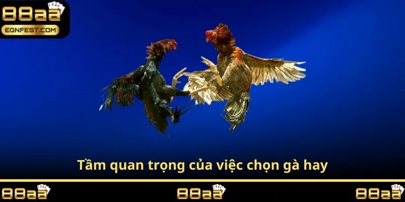 Tầm quan trọng của việc chọn gà hay